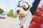 Pet Travel